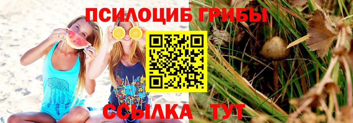 Псилоцибиновые грибы Psilocybe Иваново